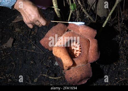 Ein Forscher, der eine Gewebeprobe einer Rafflesia-Patma entnommen hat, die im Botanischen Garten Bogor in Bogor, West-Java, Indonesien, blüht. Stockfoto