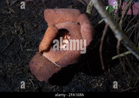 Rafflesia-Patma, die im Botanischen Garten Bogor in Bogor, West-Java, Indonesien, blüht. Stockfoto