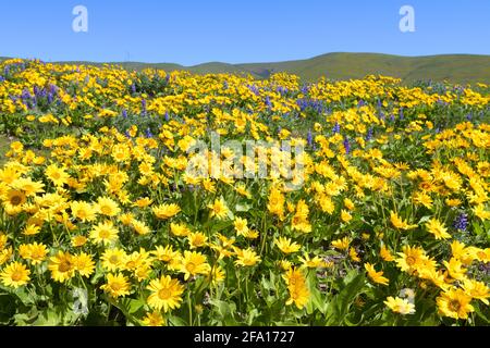 Ein Frühlingshang leuchtet in gelbem Balsamroot und Purpur Lupine blüht im Süden von Washington Stockfoto