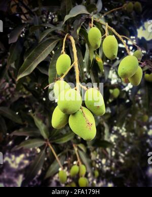 Schönes Bild von frischen grünen Mangos auf den Ästen zu Hause Garten eines Dorfes Stockfoto