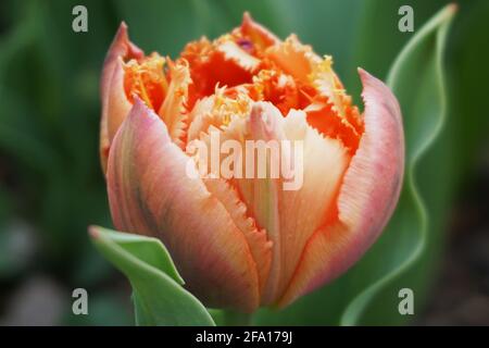 Tulipa 'Royal Centennial' - gefranste Tulpe (Liliaceae) in Blüte Der Frühling mit kräftiger Orange-Färbung Stockfoto