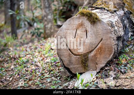 Smiley-Gesicht in gefallenen Baumstamm geschnitzt - Sycamore Cove Trail, Pisgah National Forest, Brevard, North Carolina, USA Stockfoto