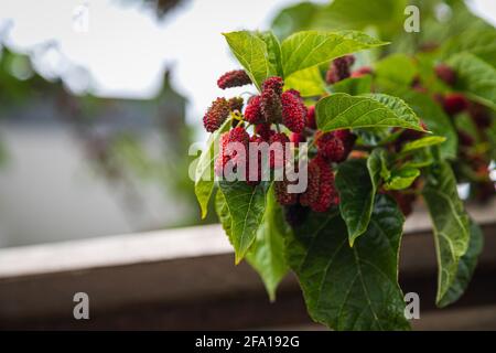 Nahaufnahme schöner Baum mit roten großen Brombeeren, Maulbeerbeere umgeben von vielen leuchtend grünen Blättern, weicher Fokus Stockfoto