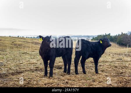 Eine Black Angus Färse und ein Stierkalb stehen vor der nassen, kühlen Kulisse der Sandhügel von Nebraska und warten darauf, dass der Frühling warm, sonnig und grün wird. Stockfoto