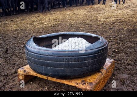 Eine Salzbox aus einem alten Traktorreifen steht frisch gefüllt und bereit für die nahe gelegene Herde von Black Angus Kühen und Kälbern an einem regnerischen Morgen. Stockfoto
