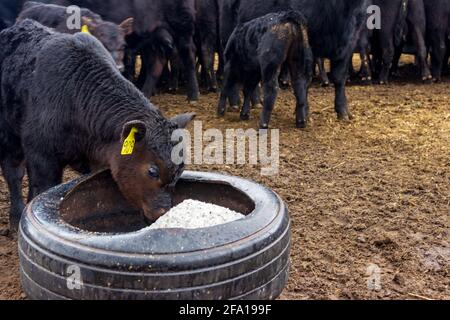 Ein Black Angus Kalb prüft die frisch gefüllte Salzbox aus einem alten Traktorreifen, während die Kühe im Hintergrund Getreide fressen. Stockfoto