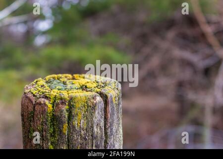 Der mit Flechten bedeckte obere Rand eines alten hölzernen Zaunpfostens hebt sich vor dem Hintergrund nasser Blätter ab. Stockfoto