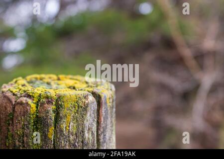 Der mit Flechten bedeckte obere Rand eines alten hölzernen Zaunpfostens hebt sich vor dem Hintergrund nasser Blätter ab. Stockfoto