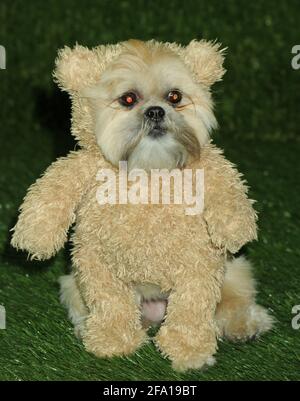 Hund Munchkin auf dem grünen Teppich während der World Dog Awards 2016, die am Samstag, den 9. Januar 2016, im Barker Hanger in Santa Monica, Kalifornien, verliehen wurden. Foto von Jennifer Graylock-Graylock.com 917-519-7666 Stockfoto