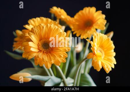 Gelbe Gerbera Daisies Stockfoto