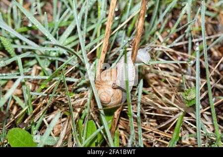 Römische oder Apfelschnecke im Gras Stockfoto