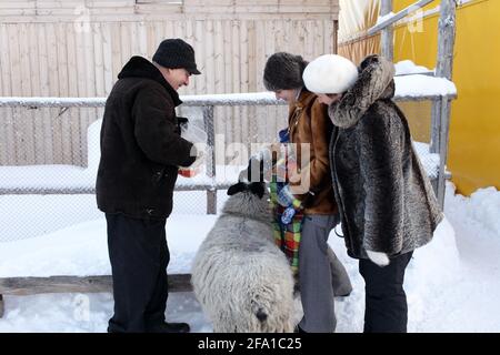 Es ist die Fütterung von Schafen auf einem Bauernhof im Winter, Tjumen, Russland Stockfoto
