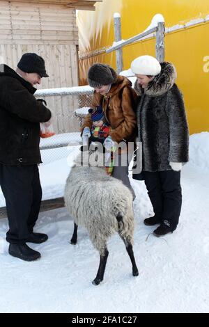Kleinkind füttert im Winter Schafe auf einem Bauernhof in Tjumen, Russland Stockfoto