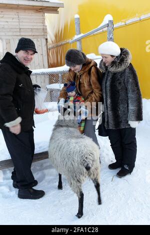 Familie füttert Schafe auf einem Bauernhof im Winter, Tjumen, Russland Stockfoto