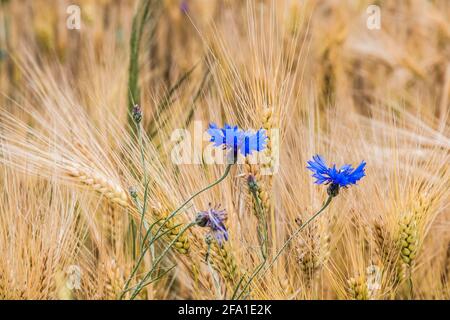 Blauer Mais blüht im Frühsommer auf einem Getreidefeld. Centaurea cyanus. Nahaufnahme. Stockfoto