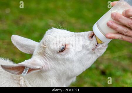 Die junge Ziege wird mit Milch aus einer Babyflasche gefüttert Von einem Menschen Stockfoto