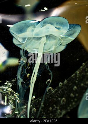 Seidenblaue Blume, eingebettet in eine Kristallglasvase. Eine Märchenwelt aus Kristallglas. Ausstellung von handgefertigtem Glas Stockfoto