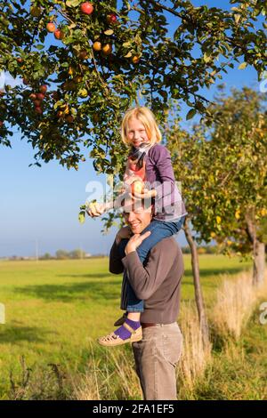 Vater und Tochter pflücken Äpfel aus einem bunten Apfelbaum im Herbst vor blauem Himmel Stockfoto