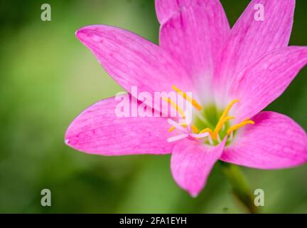 Zaphyranthes rosea, Rosige Regenlilie, Rosa Regenlilie, Kraut, einzelne trichterförmige rosa Blume Stockfoto