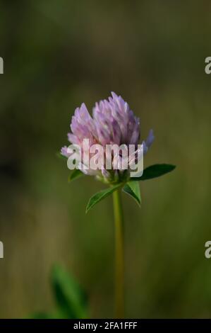 Rotklee schwabert in der Natur aus nächster Nähe, Makro-, vertikale Naturfotografie, Frühlingsblume in der Natur Stockfoto