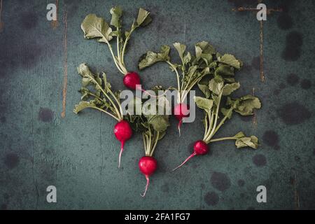 Garten Rettich mit Wurzel und Blättern auf grünem Hintergrund. Horizontale Ansicht von oben mit Kopierbereich. Stockfoto