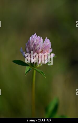 Rotklee schwabert in der Natur aus nächster Nähe, Makro-, vertikale Naturfotografie, Frühlingsblume in der Natur Stockfoto