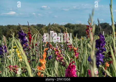 Feld mit bunten Gladiolus, die Kunden können sich abschneiden. Wird in Deutschland so oft angeboten. Stockfoto