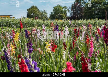 Feld mit bunten Gladiolusblumen, die Kunden können sich abschneiden. Wird in Deutschland so oft angeboten. Stockfoto