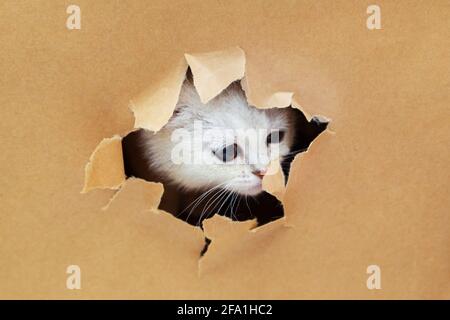 Kleines weißes britisches Kätzchen schaut durch ein Loch in Bastelpapier. Witziges, neugieriges Haustier. Speicherplatz kopieren. Stockfoto