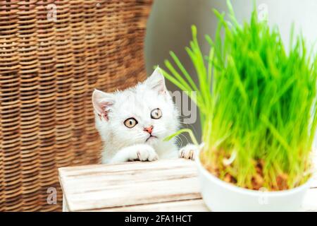 Weißes britisches Kätzchen frisst grünes Gras. Inneneinrichtung. Stockfoto
