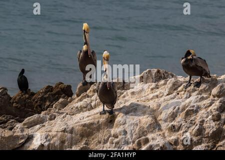 California Brown Pelicans (Pelecanus occidentalis), auf Felsen in der Nähe von Malibu, Kalifornien. Zwei betrachten die Kamera. Pazifischer Ozean im Hintergrund. Stockfoto