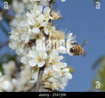Nahaufnahme der Honigbiene, die die Blüte vor dem Hintergrund des blauen Himmels bestäubt. Frühlingshintergrund Stockfoto