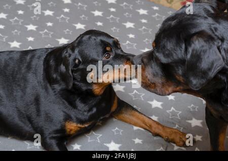 Zwei schwarze Hunde auf grauem Stoff mit weißen Sternen. Blick aus der Höhe auf zwei Erwachsene Rottweiler, die auf einem Bett spielen. Die Haustiere tummeln sich drinnen. Das Männchen sieht Stockfoto