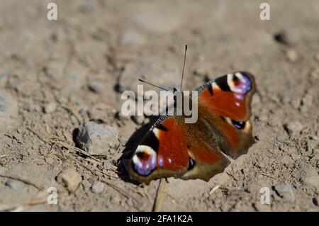 Eine Nahaufnahme eines Pfauenschmetterlings auf dem Boden, Makroschmetterling, farbenfroh roter Schmetterling öffnen Flügel Stockfoto