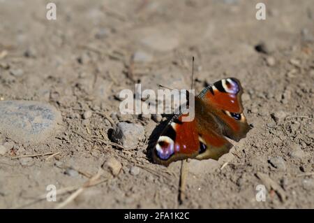 Eine Nahaufnahme eines Pfauenschmetterlings auf dem Boden, Makroschmetterling, farbenfroh roter Schmetterling öffnen Flügel Stockfoto