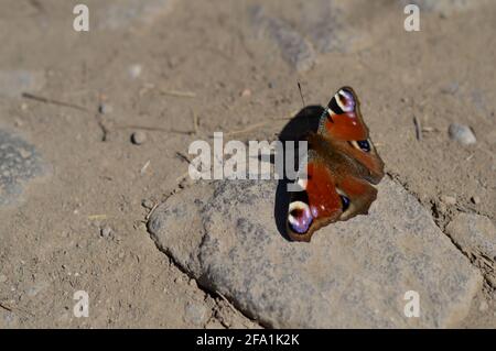 Eine Nahaufnahme eines Pfauenschmetterlings auf dem Boden, Makroschmetterling, farbenfroh roter Schmetterling öffnen Flügel Stockfoto