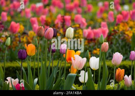 Ashridge House Gardens Hertfordshire entworfen von Humphrey Repton Stockfoto