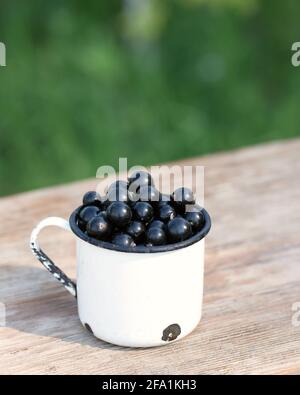 Schwarze Johannisbeeren in Becher mit Johannisbeerblatt auf hellgrünem natürlichem Hintergrund. Sommerfrühstück draußen auf dem Land. Stockfoto