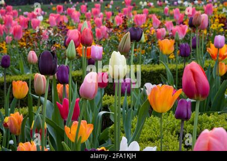 Ashridge House Gardens Hertfordshire entworfen von Humphrey Repton Stockfoto