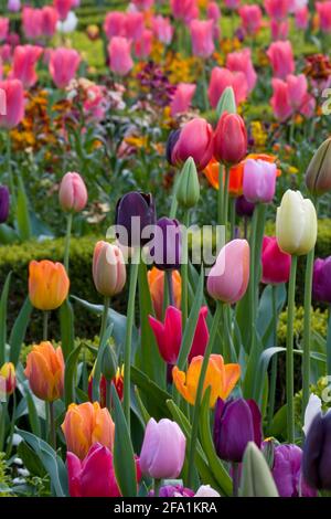 Ashridge House Gardens Hertfordshire entworfen von Humphrey Repton Stockfoto