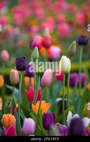 Ashridge House Gardens Hertfordshire entworfen von Humphrey Repton Stockfoto