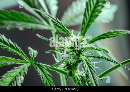 Cannabispflanze, fast reif für die Ernte, mit weißen Stigmas Stockfoto