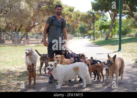 Hundespaziergänger, der im Park mit einer Hundepappe unterwegs ist Stockfoto
