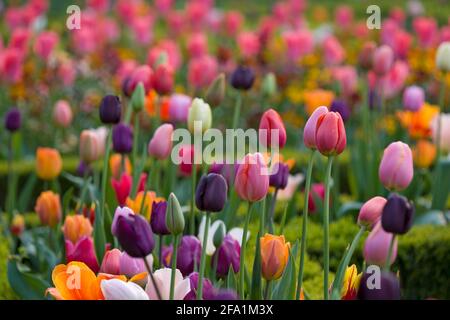 Ashridge House Gardens Hertfordshire entworfen von Humphrey Repton Stockfoto