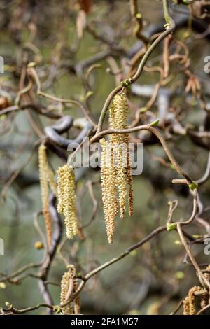 Corylus avellana 'Contorta'. Gefahr Für Korkenzieher. Verdrehte Hasel. Harry Lauders Gehstock. Verdrehte Stängel mit gelben Kätzchen im Spätwinter. Stockfoto