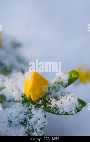 Winter Aconites Eranthis hyemalis in Blüte in einem Garten im Februar im Schnee, North Yorkshire, England, Großbritannien Stockfoto