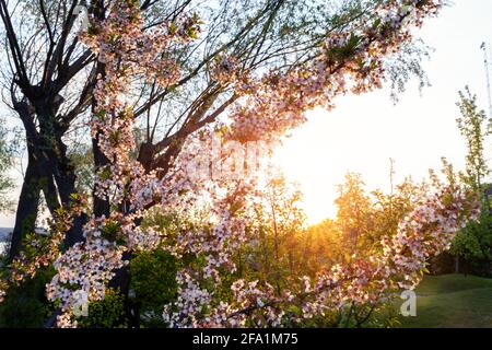 Schöner landschaftlicher Blick auf blühende Kirschbaumblüten in einem grünen Obstgarten vor warmen Abendsonnenstrahlen bei Sonnenuntergang. Natur Frühling Stockfoto