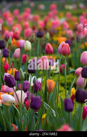 Ashridge House Gardens Hertfordshire entworfen von Humphrey Repton Stockfoto