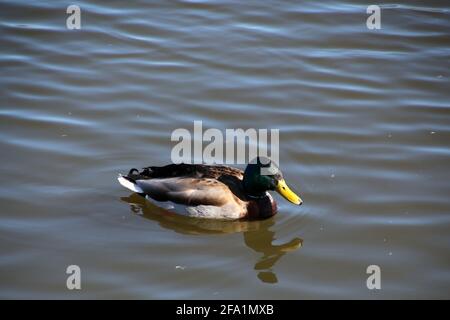 Männliche Stockente auf einem See in Berlin Stockfoto