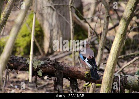 Jay Garden Vogel auf einer Zweigstelle in Berlin, Deutschland Stockfoto